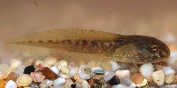 Amphibienlarve - Alytes obstetricans © Ursina Tobler