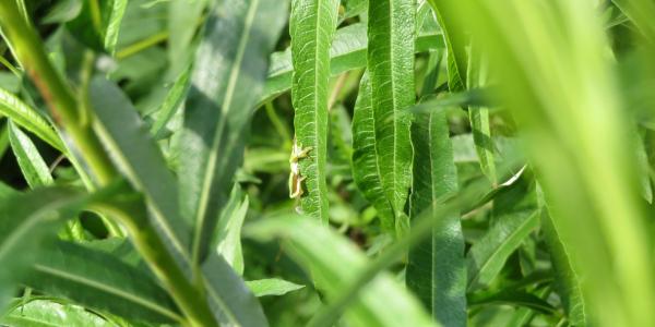 Animal vert sur une feuille