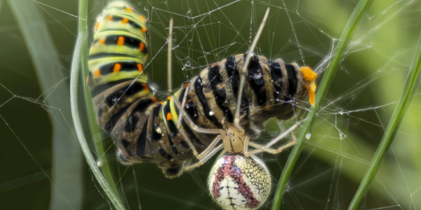 Gewöhnliche Ovalspinne / Verkannte Ovalspinne (© T. Kawecki)