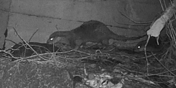 Un loutre avec deux loutrons