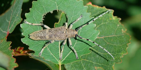 Adulte de Saperda carcharias, longicorne du tremble, posé sur une feuille verte. (© Yannick Chittaro)
